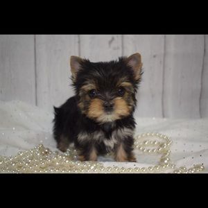 Meet your Posher, Janet